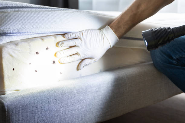 Best Mosquito Control Services  in Pottsboro, TX